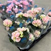 BEGONIA 12 CM ROSA TONER 1X8